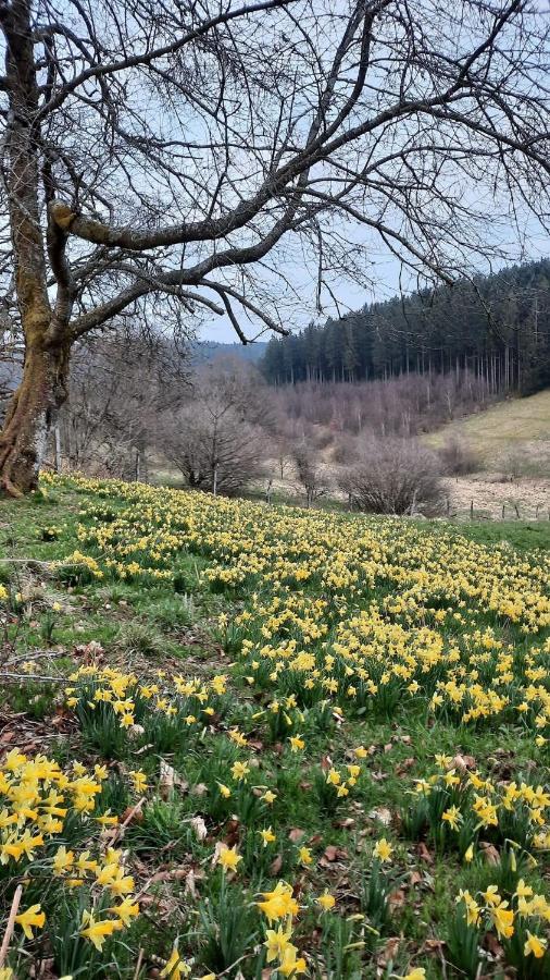 Urlaub Am Schwarzbach Mit Sauna Und Whilpool Bütgenbach Exterior foto